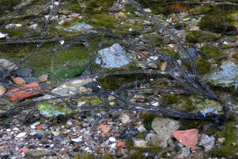 Rio Salivoli (Piombino) - rospi smeraldini in citt!